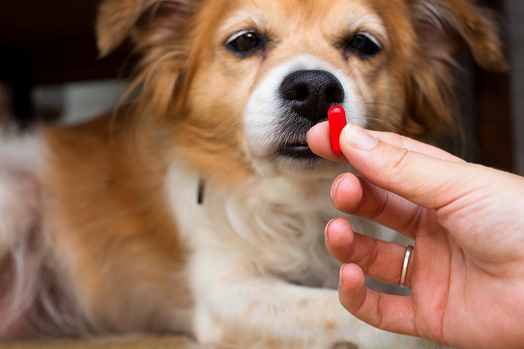 獣医師監修 犬の糖尿病とは 原因 症状 治療や予防法を解説 Illness 病気 わんクォール