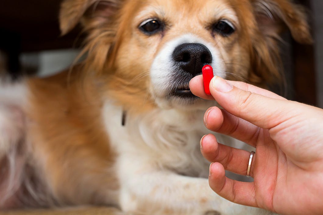 獣医師監修 犬の糖尿病とは 原因 症状 治療や予防法を解説 わんクォール