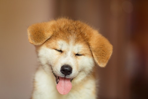 あなたは大丈夫 犬のしつけ 待て のまちがった使い方5選 わんクォール あなたは大丈夫 犬のしつけ 待て のまちがった使い方5選 わんクォール