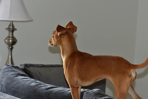 電気はつけておく ハウスは必要 犬が留守番中に安心できる環境とは わんクォール