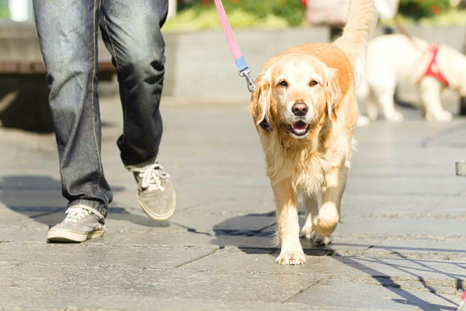 獣医師監修 犬の散歩中でもソーシャルディスタンスを保つ方法とは 散歩時に注意すべき点を紹介 Health 健康 わんクォール