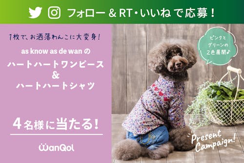 プレゼントキャンペーン Twitter Or Instagramで As Know As De Wanのお洋服をゲットしよう わんクォール プレゼントキャンペーン Twitter Or Instagramで As Know As De Wanのお洋服をゲットしよう わんクォール