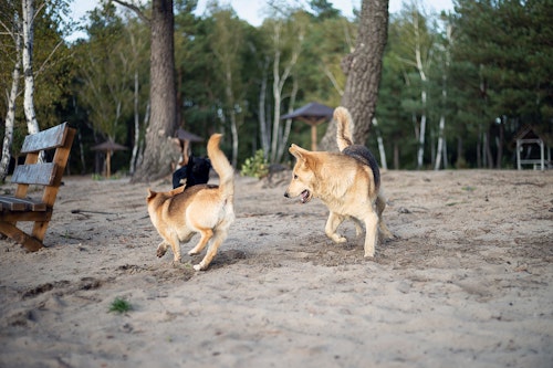 犬のマウンティングとは 問題な理由と対処法 やめさせる方法について解説 獣医師監修 わんクォール