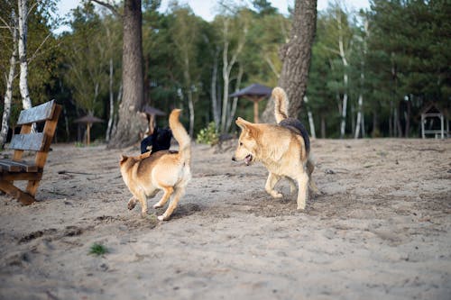 犬のマウンティングとは 問題な理由と対処法 やめさせる方法について解説 獣医師監修 わんクォール 犬のマウンティングとは 問題な理由と対処法 やめさせる方法について解説 獣医師監修 わんクォール