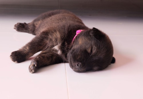 犬が寝言を言う理由は 適切な対処法と注意すべき行動について解説 獣医師監修 わんクォール 犬が寝言を言う理由は 適切な対処法と注意すべき行動について解説 獣医師監修 わんクォール