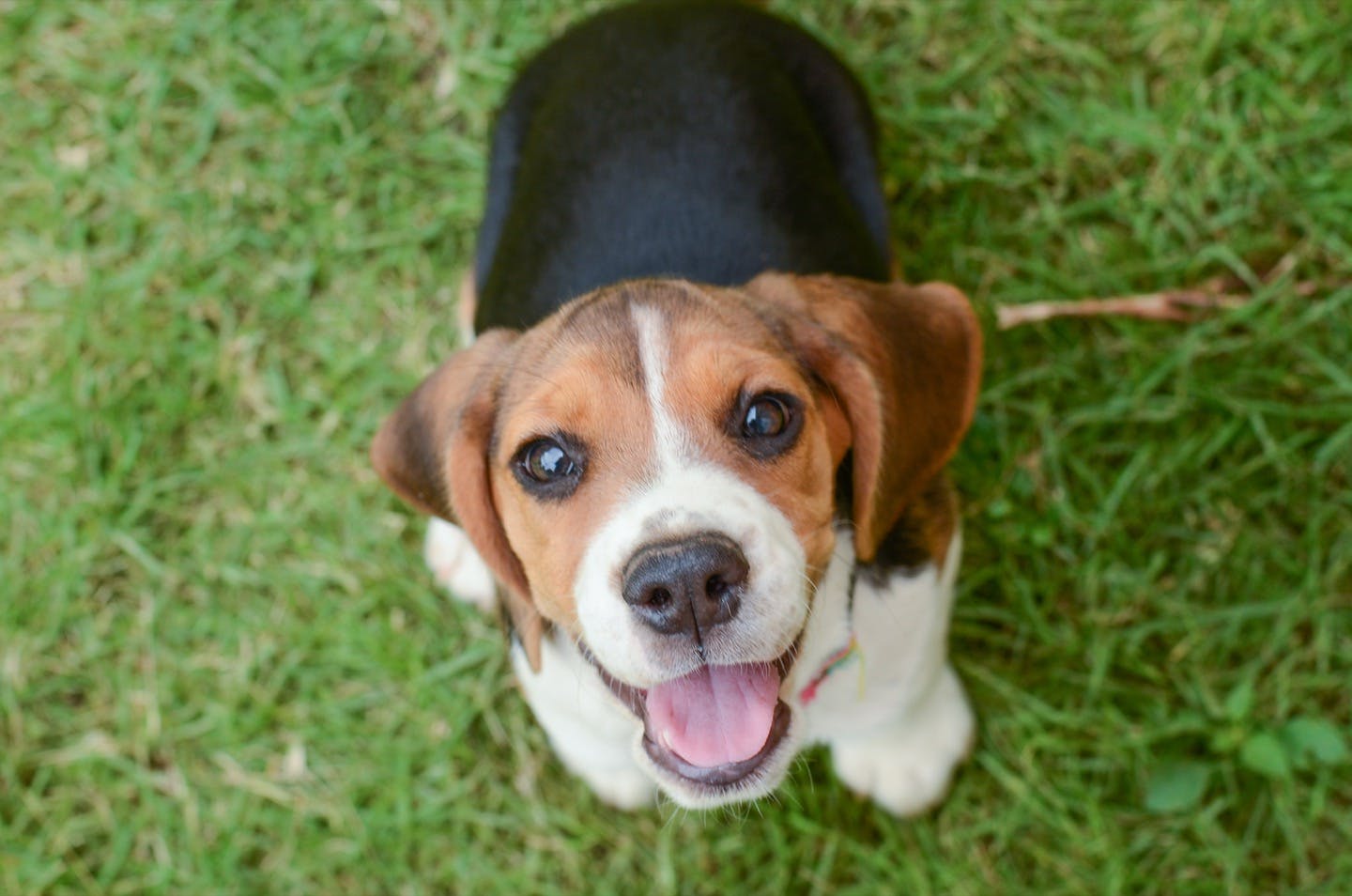 社会化しつけができている犬との違い 笑顔のビーグル犬