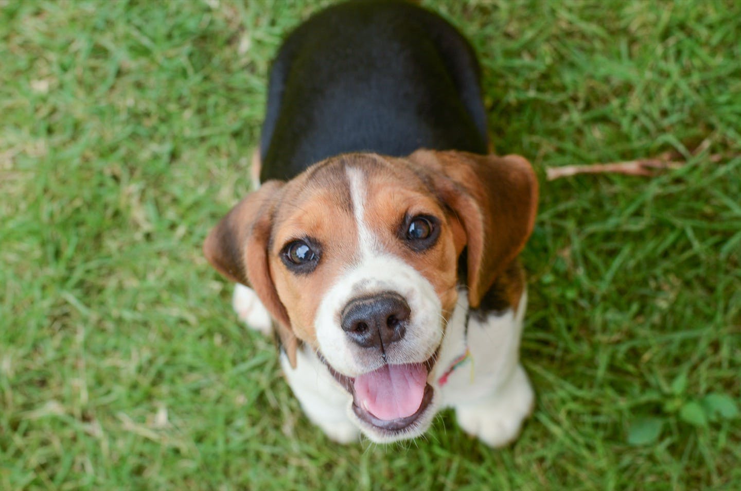 社会化しつけができている犬との違い　笑顔のビーグル犬