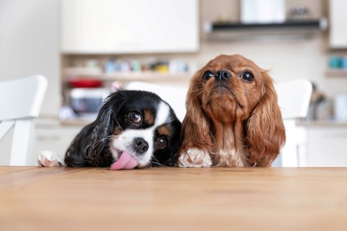 犬に梨をあげても大丈夫 与える際の注意点や栄養面でのメリット 適量などについて解説 獣医師監修 わんクォール