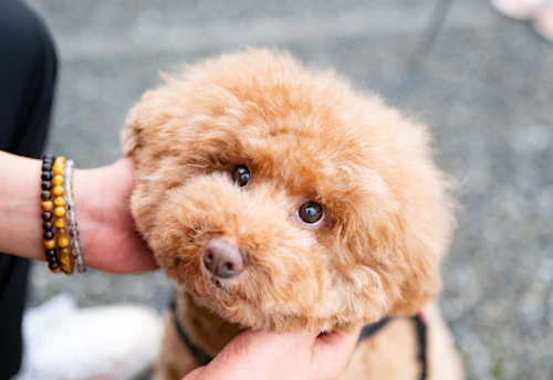 愛犬家の一日 Wanscene90 松田さん こむぎ トイプードル わんクォール 愛犬家の一日 Wanscene90 松田さん こむぎ トイプードル わんクォール