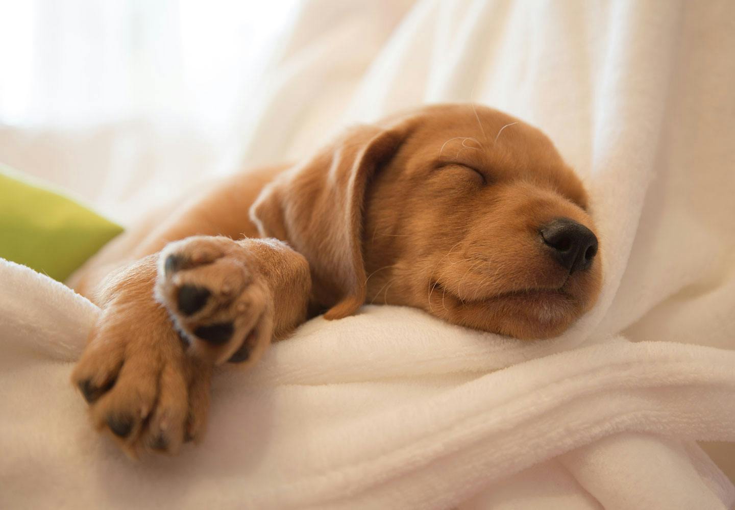 犬の睡眠時間からわかる健康状態とは 睡眠不足のリスク いびきや寝相についても解説 Illness 病気 わんクォール