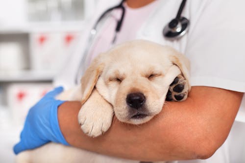 犬にバナナをあげても大丈夫 食べてもいい適量や注意点 健康面のメリットについて解説 獣医師監修 わんクォール 犬にバナナをあげても大丈夫 食べてもいい適量や注意点 健康面のメリットについて解説 獣医師監修 わんクォール