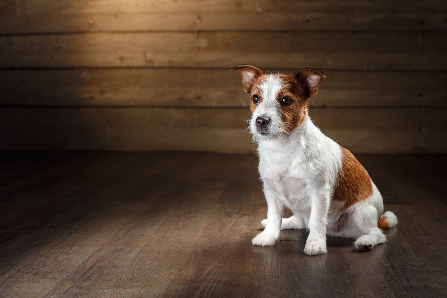 獣医師監修 犬のマウンティングの理由とは 対処法とやめさせる時の注意点について解説 Communication コミュニケーション わんクォール