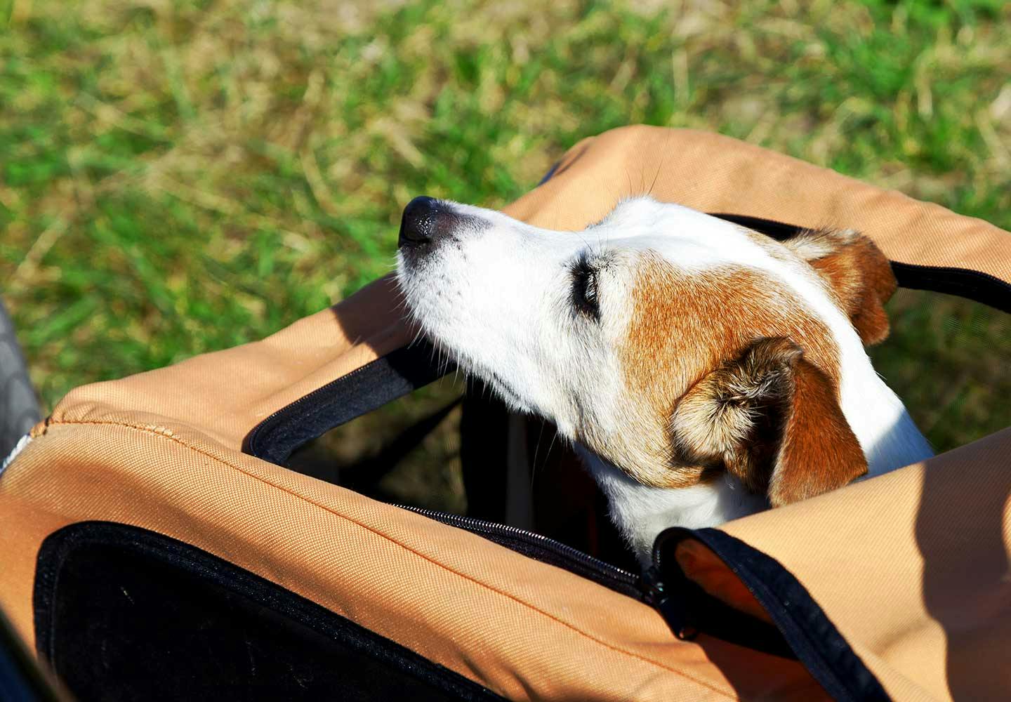 獣医師監修 犬の散歩は毎日行くべき 犬種別の適切な距離と回数 飼い主が知っておくべきマナーや注意点などについて解説 Health 健康 わんクォール