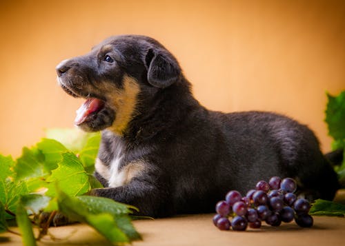 犬にぶどうを食べさせるのはng 危険な中毒症状や対処法 予防策について解説 獣医師監修 わんクォール 犬にぶどうを食べさせるのはng 危険な中毒症状や対処法 予防策について解説 獣医師監修 わんクォール