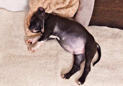 犬のお腹の張りの原因は 考えられる病気と病院に行くべき症状を解説 獣医師監修 わんクォール 犬のお腹の張りの原因は 考えられる病気と病院に行くべき症状を解説 獣医師監修 わんクォール