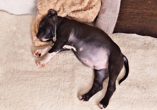 犬のお腹の張りの原因は 考えられる病気と病院に行くべき症状を解説 獣医師監修 わんクォール 犬のお腹の張りの原因は 考えられる病気と病院に行くべき症状を解説 獣医師監修 わんクォール