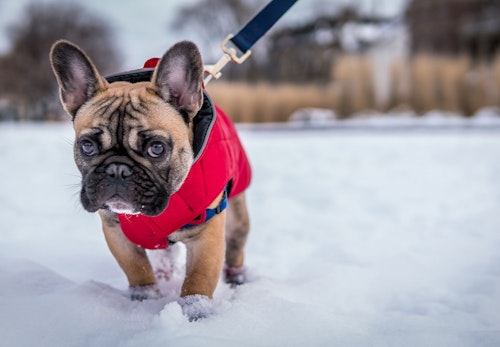 雪の中で散歩する犬