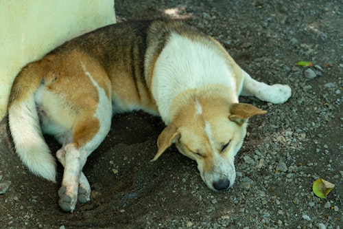 犬にぶどうを食べさせるのはng 危険な中毒症状や対処法 予防策について解説 獣医師監修 わんクォール