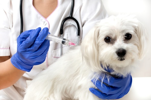 【獣医師監修】犬の子宮蓄膿症（しきゅうちくのうしょう）の症状や原因は？　治療法・予防法も解説