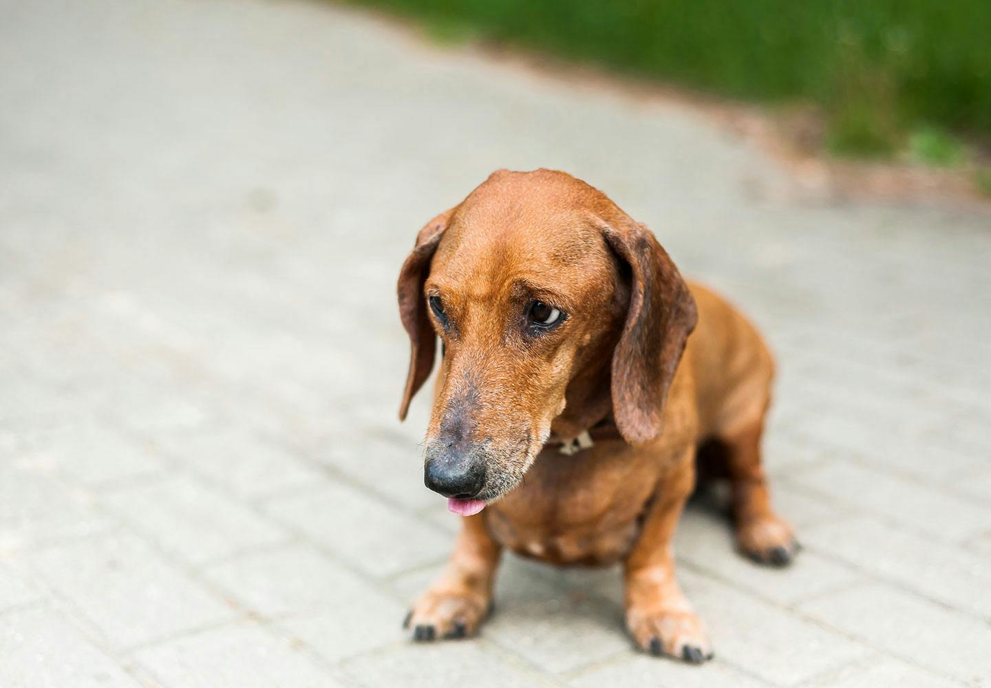 犬の下痢の原因とは 病院に行くべき危険な症状や対処法 日常生活での予防策などについて解説 獣医師監修 わんクォール