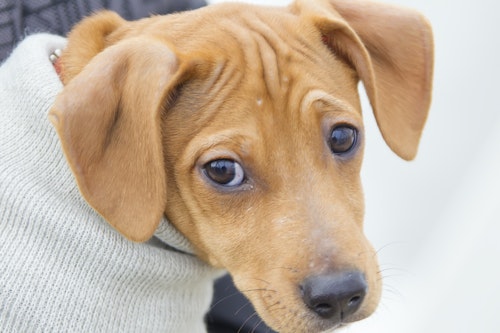 獣医師監修 犬の目の病気を解説 異常な目やに できものは要注意 わんクォール