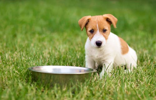 犬は柿を食べても大丈夫 皮や種 渋柿に関する注意点や食べるメリット 1日の適量について解説 獣医師監修 わんクォール