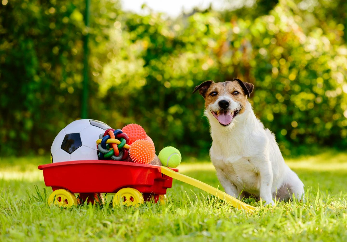 愛犬とボール遊びをしよう おすすめのボール遊びをご紹介 Active おでかけ わんクォール