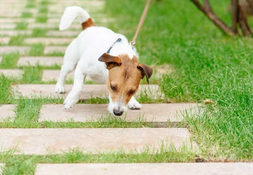 獣医師監修 子犬の散歩はいつから 散歩デビューのタイミングや慣らし方 必要なアイテムや注意点などについて解説 わんクォール 獣医師監修 子犬の散歩はいつから 散歩デビューのタイミングや慣らし方 必要なアイテムや注意点などについて解説 わんクォール