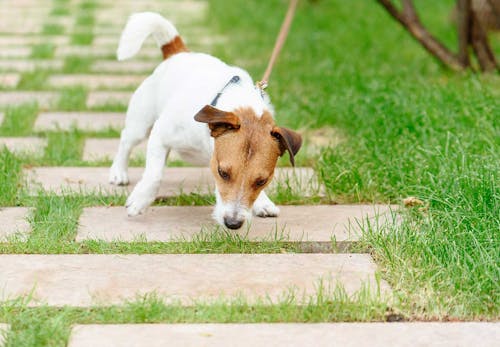 獣医師監修 子犬の散歩はいつから 散歩デビューのタイミングや慣らし方 必要なアイテムや注意点などについて解説 わんクォール