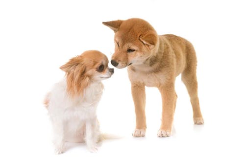 人気犬種の性格に新事実 行動にも違いが Dr 茂木が教える最新いぬ塾vol 02 わんクォール