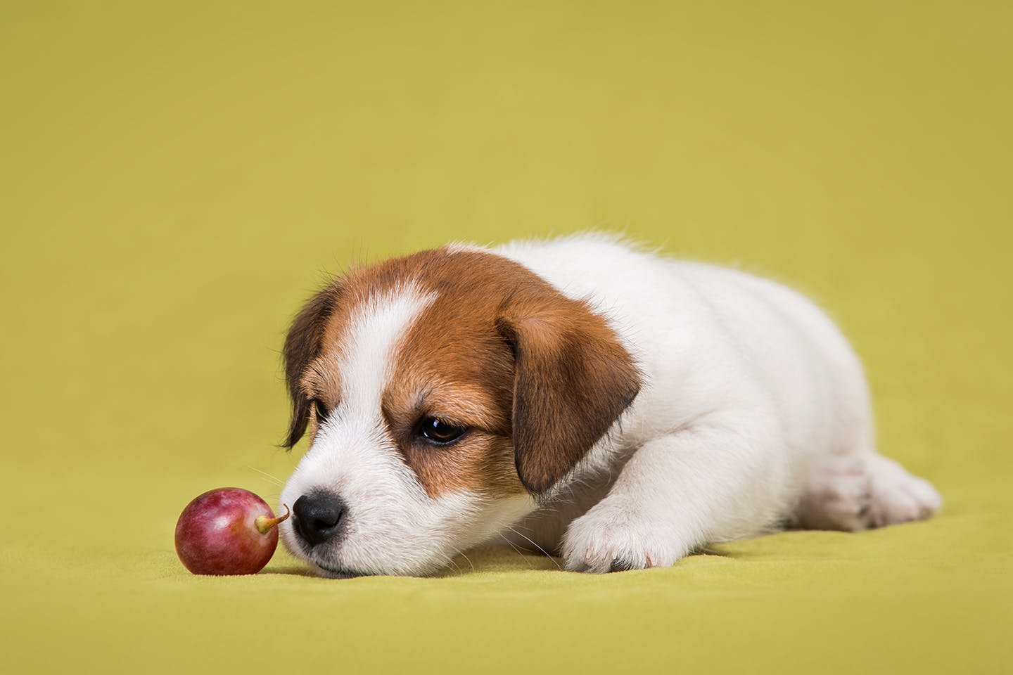 獣医師監修 犬にぶどうがngな理由とは 中毒症状や食べてしまったときの対処法を解説 Illness 病気 わんクォール