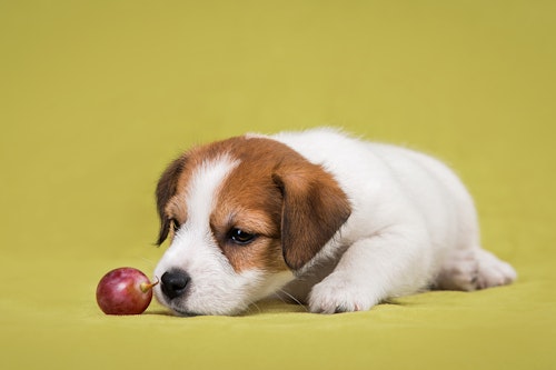 犬にぶどうを食べさせるのはng 危険な中毒症状や対処法 予防策について解説 獣医師監修 わんクォール