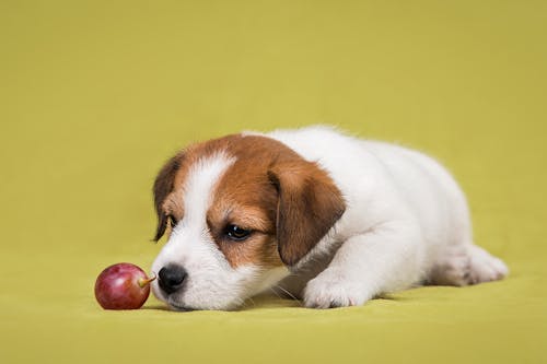犬にぶどうを食べさせるのはng 危険な中毒症状や対処法 予防策について解説 獣医師監修 わんクォール 犬にぶどうを食べさせるのはng 危険な中毒症状や対処法 予防策について解説 獣医師監修 わんクォール