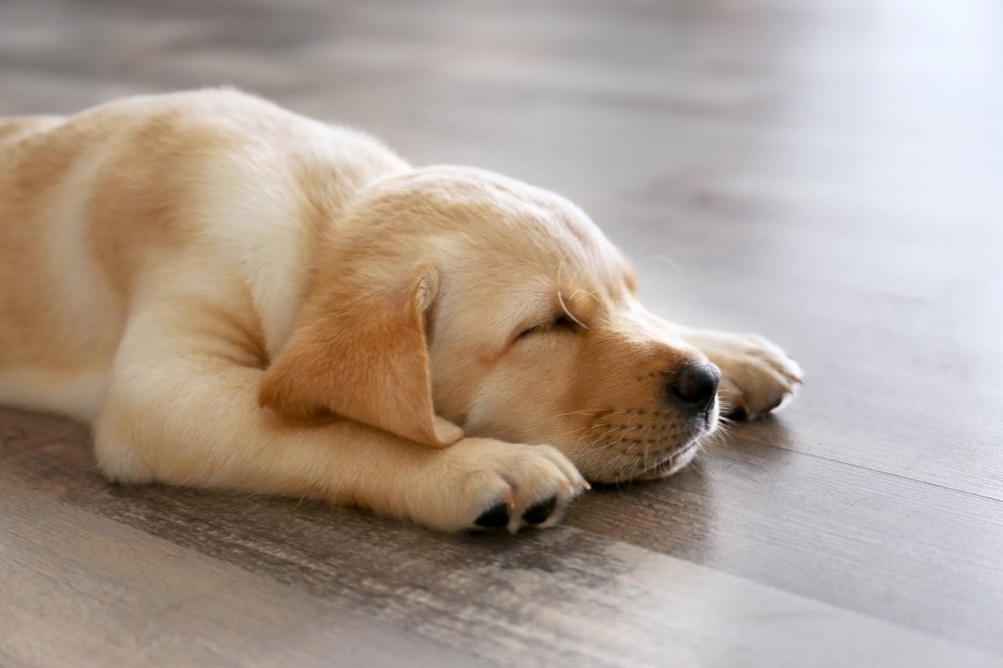 犬の睡眠時間が短いときは？