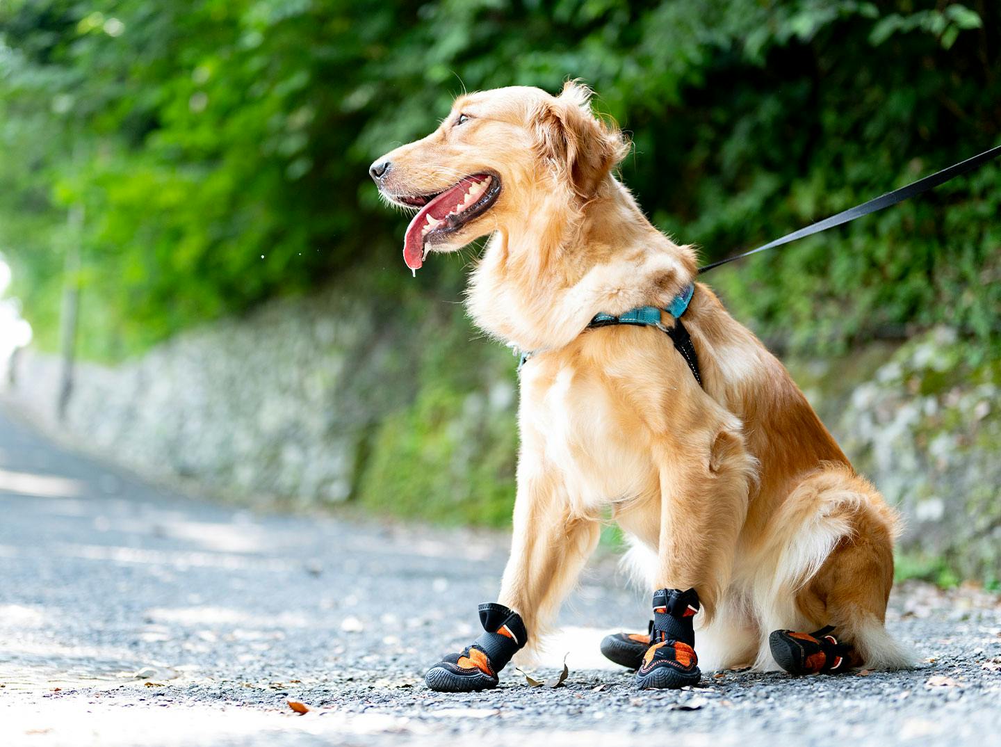 犬用シューズで肉球を守ろう　Mud Monstersのシューズ