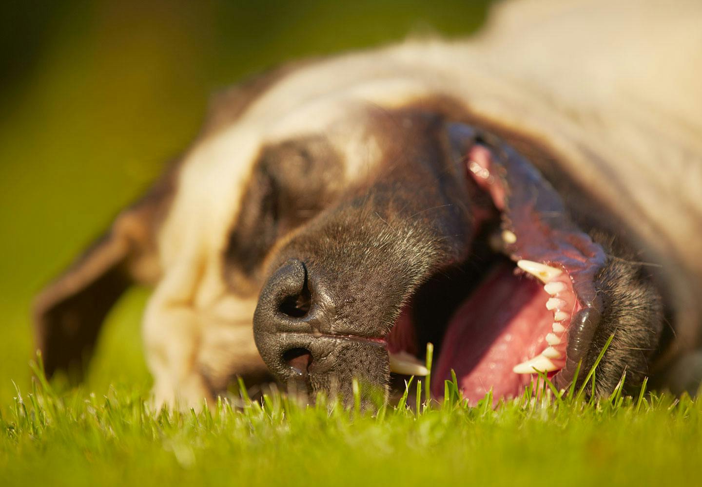 芝生で寝てる犬