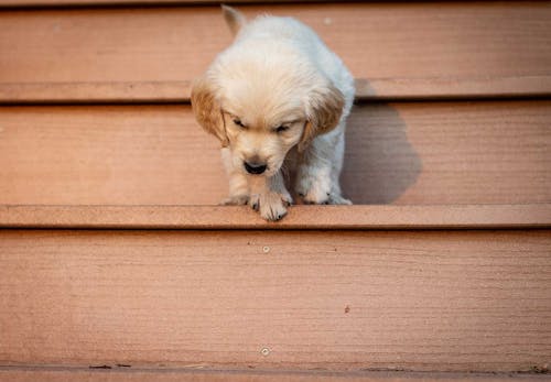 犬の正しい抱っこの仕方 知ってますか 嫌がる理由と対処法 サポートしてくれるグッズについて解説 獣医師監修 わんクォール 犬の正しい抱っこの仕方 知ってますか 嫌がる理由と対処法 サポートしてくれるグッズについて解説 獣医師監修 わんクォール