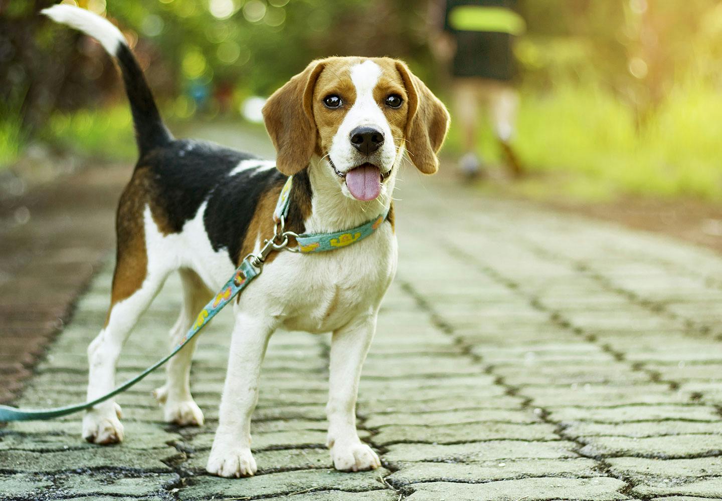 獣医師監修 犬の生理 ヒート の症状とは 時期や生理中の注意点を解説 Illness 病気 わんクォール