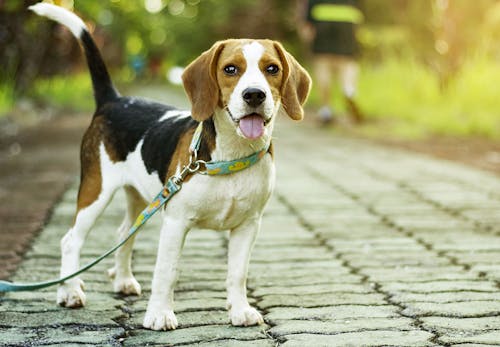 獣医師監修 犬の生理 ヒート の症状とは 時期や生理中の注意点を解説 わんクォール