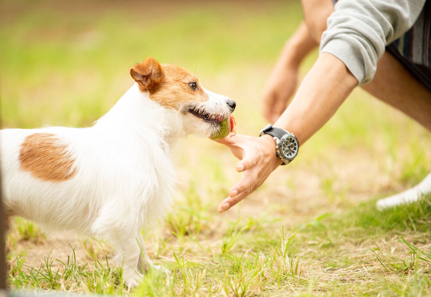 椅子 スツール チェア 犬柄 犬 わんちゃん ジャックラッセル