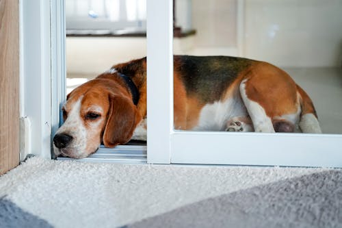 犬はさつまいもを食べても大丈夫 与える際の注意点や健康面のメリット 1日の適量について解説 獣医師監修 わんクォール