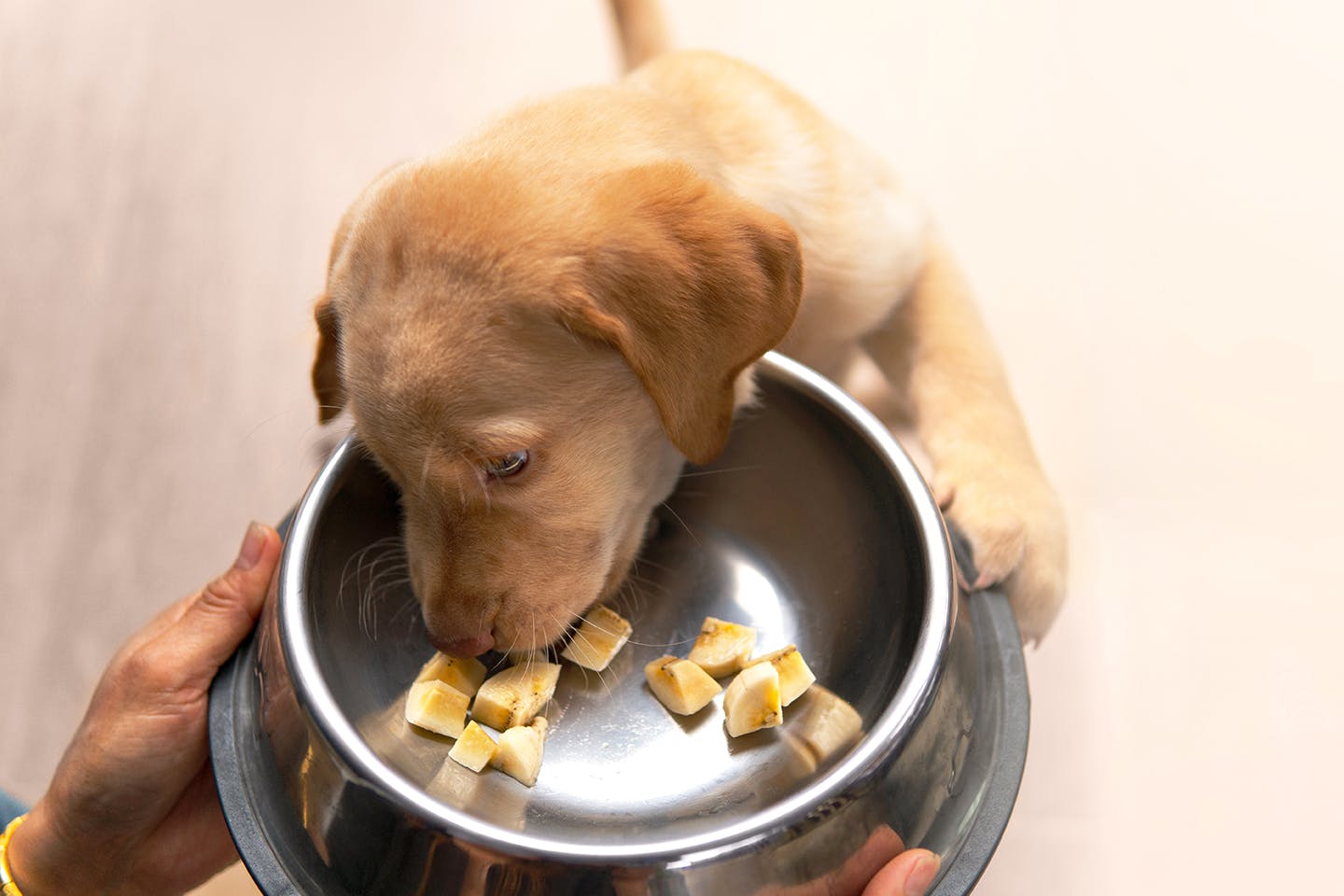 獣医師監修 犬はバナナを食べても大丈夫 適量や与えるメリット カロリーや皮に関する注意点について解説 Illness 病気 わんクォール