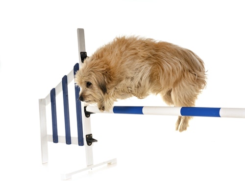 犬にも 筋トレ が必要 犬の筋力をアップする方法をご紹介 わんクォール 犬にも 筋トレ が必要 犬の筋力をアップする方法をご紹介 わんクォール