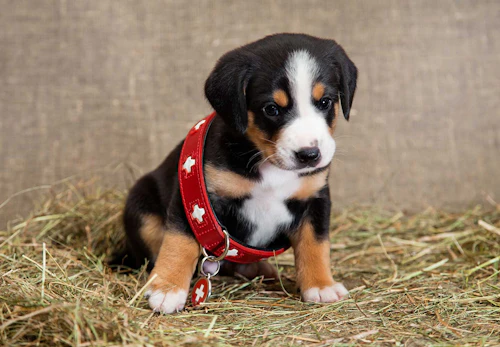 子犬の散歩デビューはいつから 最適なタイミングと準備や注意点について解説 獣医師監修 わんクォール 子犬の散歩デビューはいつから 最適なタイミングと準備や注意点について解説 獣医師監修 わんクォール