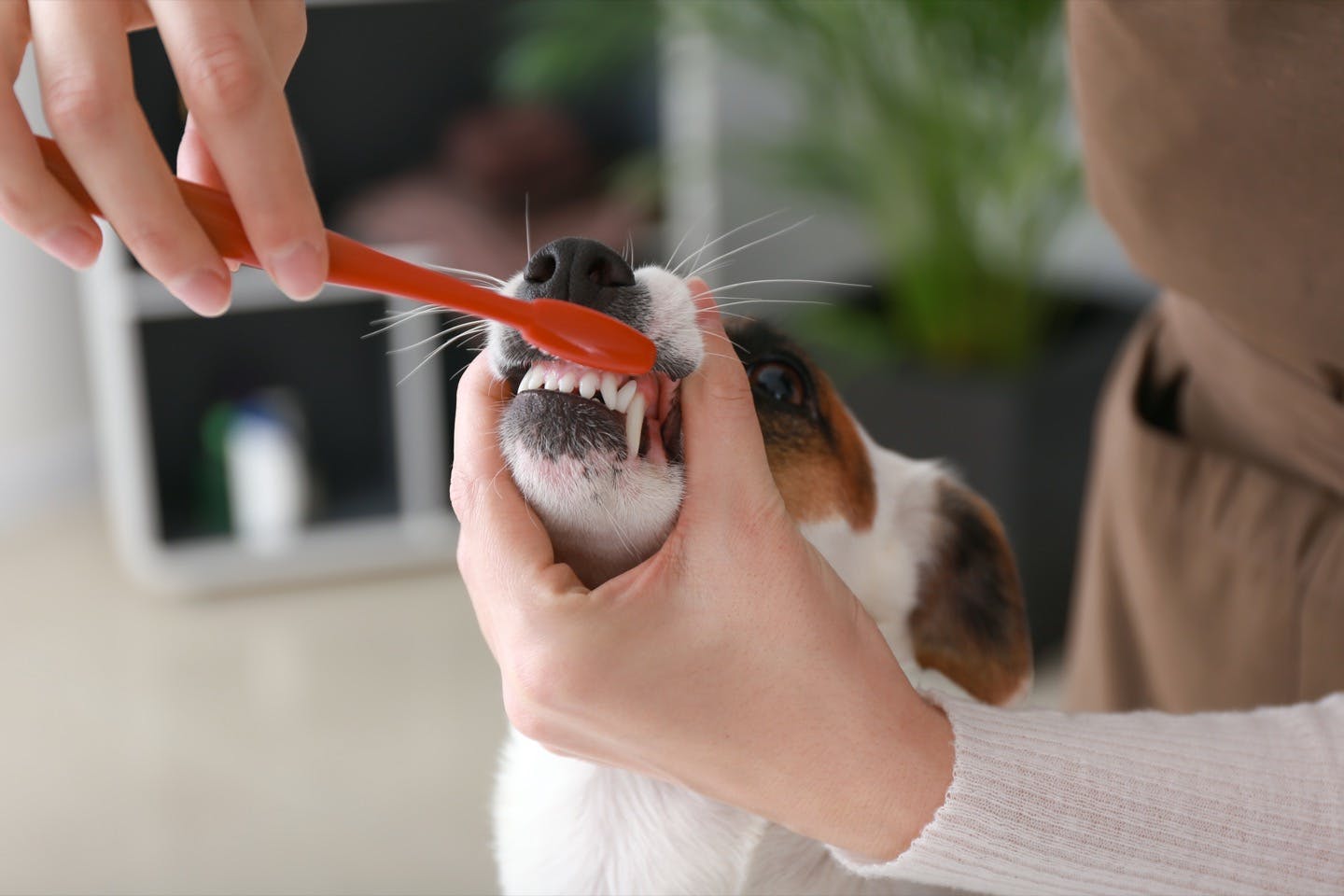 愛犬の病気を予防するためのお手入れ習慣　歯みがき