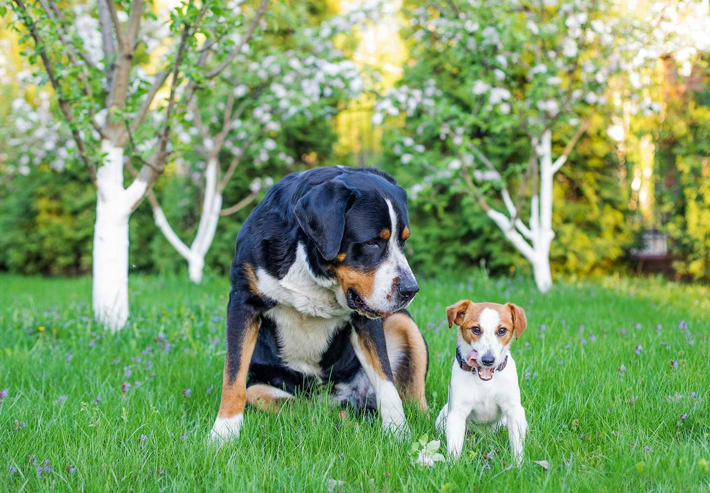 獣医師監修 犬の散歩は毎日行くべき 犬種別の適切な距離と回数 飼い主が知っておくべきマナーや注意点などについて解説 Health 健康 わんクォール