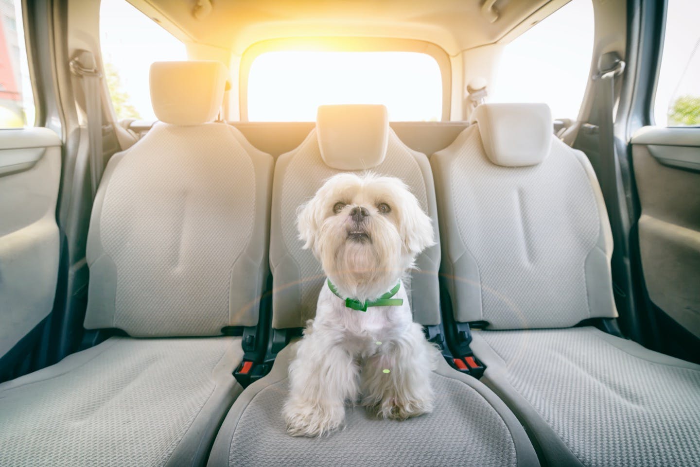 犬と車内で長時間過ごす場合の注意点