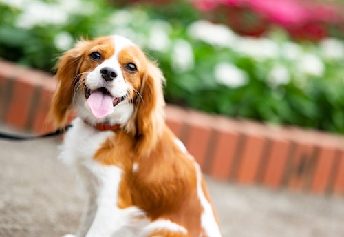 愛犬家の一日 Wanscene91 守谷さん ナナ キャバリア わんクォール 愛犬家の一日 Wanscene91 守谷さん ナナ キャバリア わんクォール