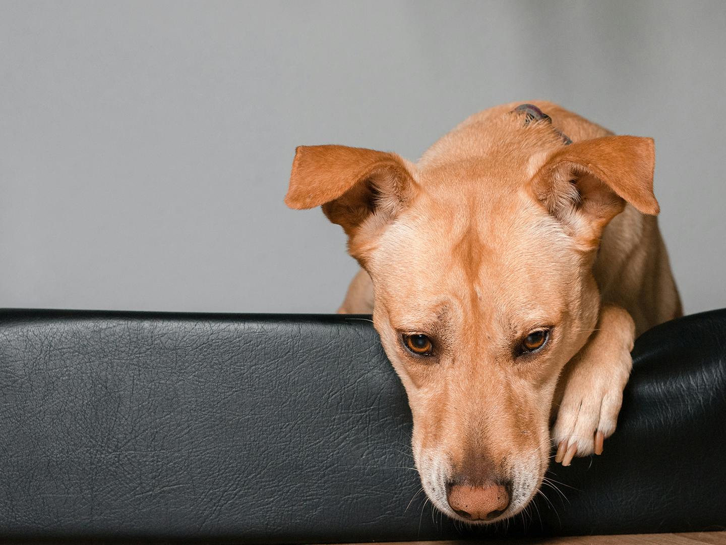 獣医師監修 犬のマウンティングの理由とは 対処法とやめさせる時の注意点について解説 Communication コミュニケーション わんクォール