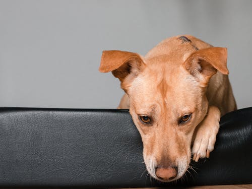 犬のマウンティングとは 問題な理由と対処法 やめさせる方法について解説 獣医師監修 わんクォール